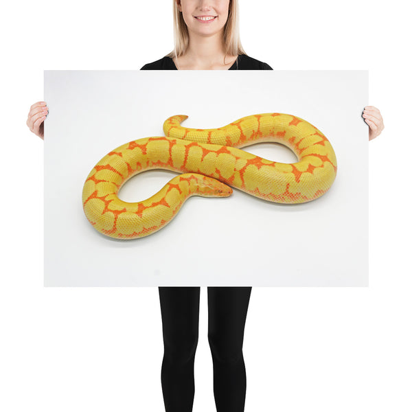 Kenyan Sand Boa Print